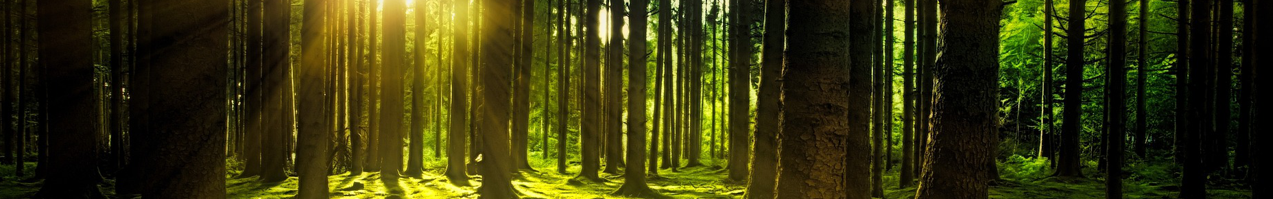 trees-3294681_1920_sm
